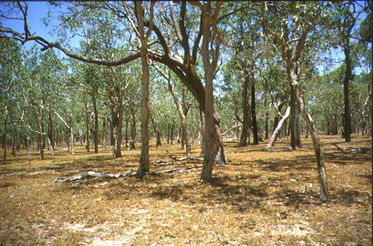 File:Australian savanna.jpg - Wikimedia Commons