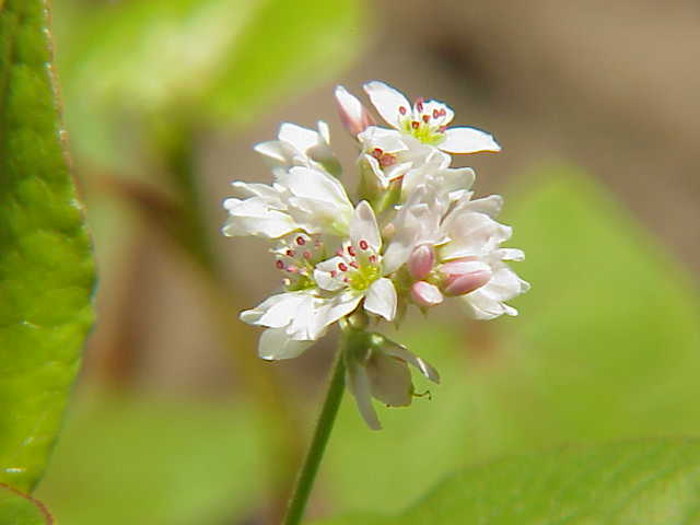 Common Buckwheat in flower.