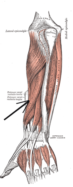 Musculusabductorpollicislongus.png