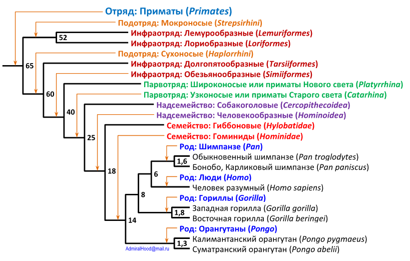 Филогенетическое дерево (хронограмма) гоминид и его положение в филогенетическом дереве приматов. Семь ныне существующих видов гоминид обозначены чёрным шрифтом. Различными цветами показаны более крупные ветви дерева приматов. Цифры показывают ориентировочное время расхождения филогенетических групп (млн лет назад) по данным молекулярной филогенетики (http://www.onezoom.org/, данные на 07.09.2017)