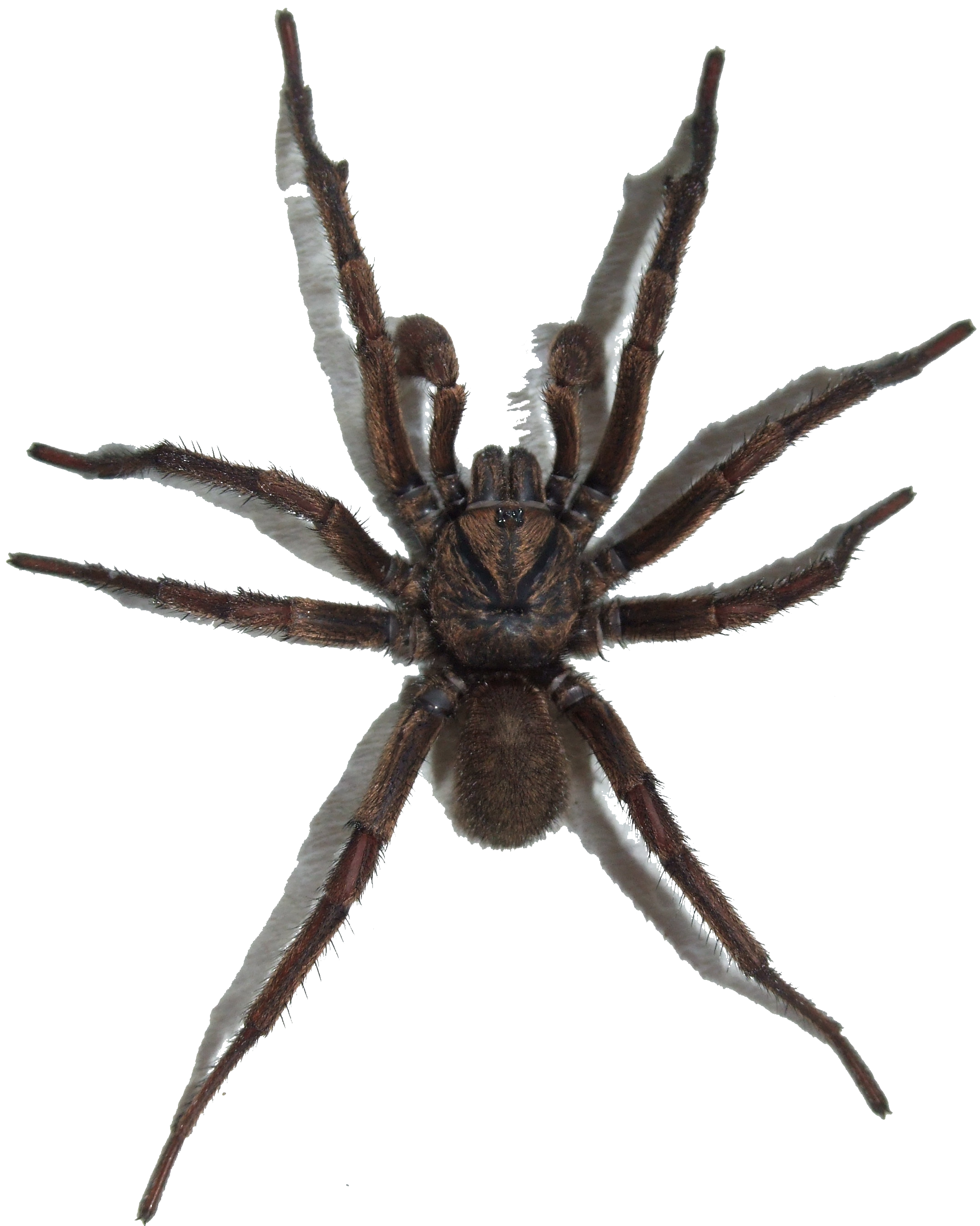 File:Brown Trapdoor Spider, transparent background.png - Wikimedia Commons