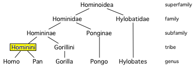 Hominini.PNG