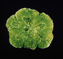Isophyllia sinuosa[англ.]