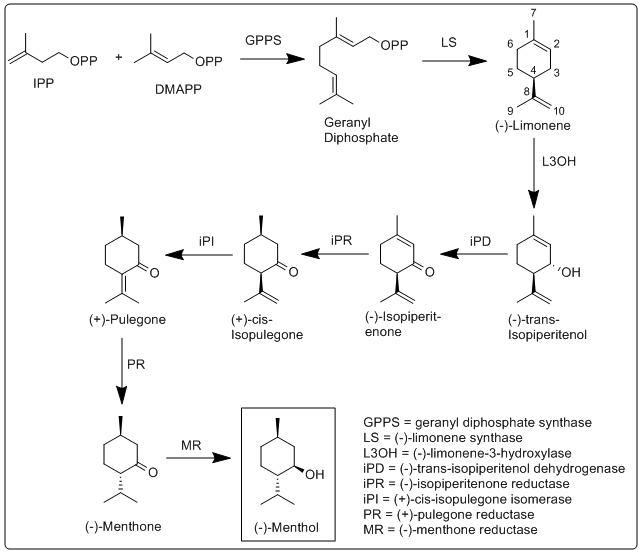 Menthol biosynthesis image
