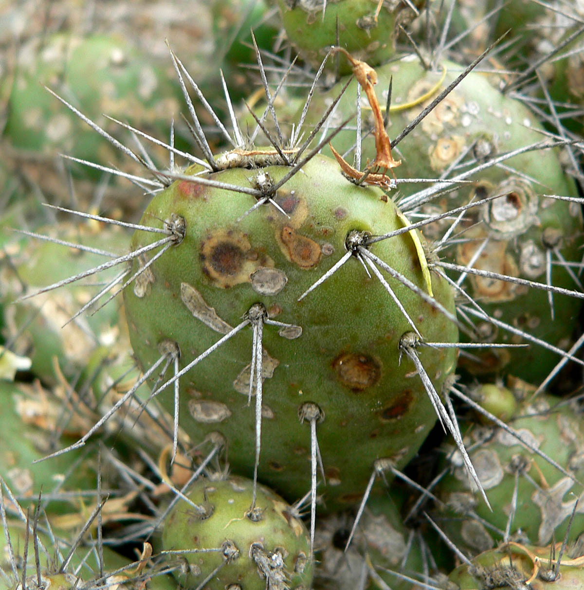 Image result for opuntia fragilis