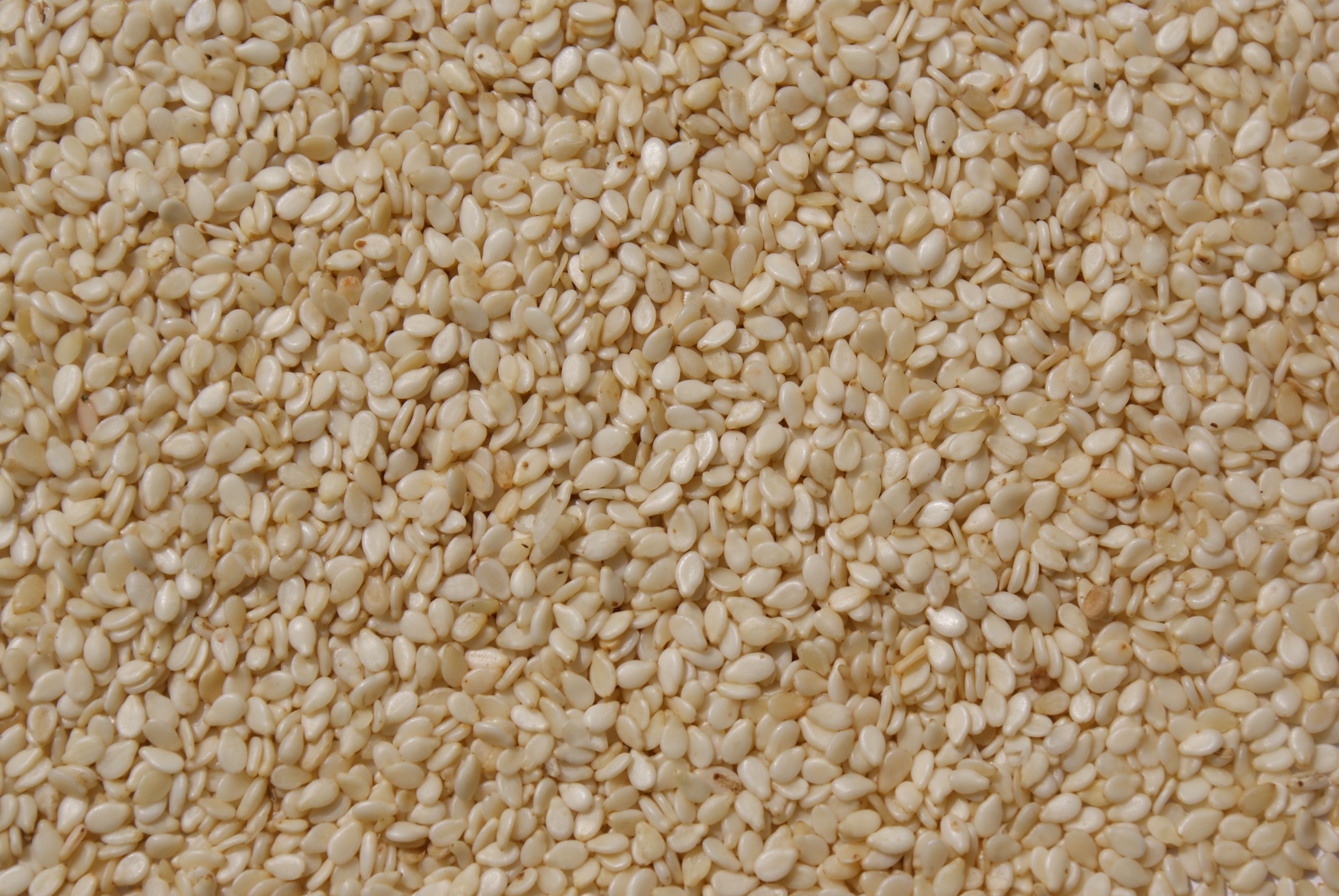 Sesame_seeds.JPG