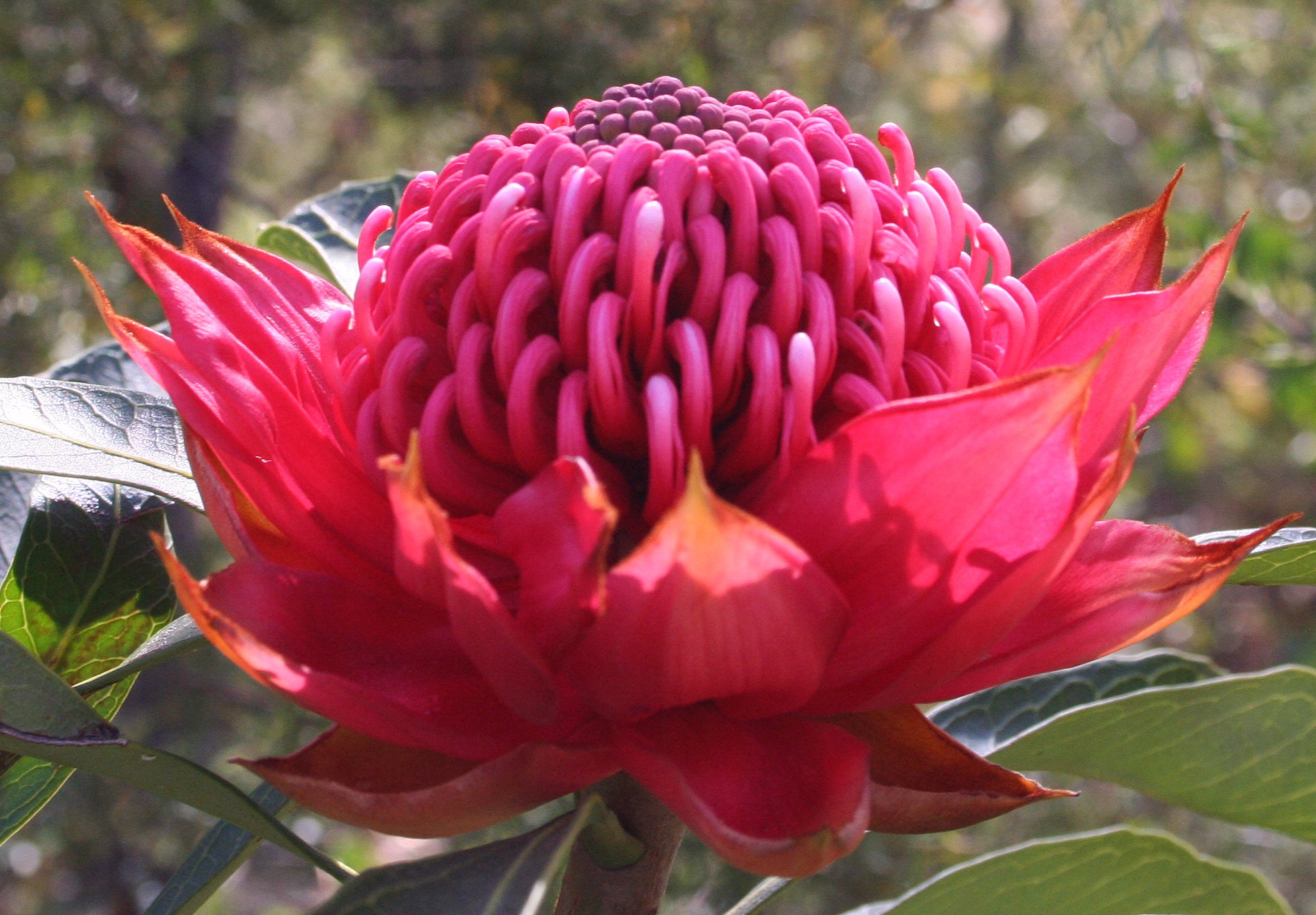 Primo piano del fiore, una corona di petali sottili rossi sostengono un cuore di stami ricurvi (sempre rossi ma con riflessi bianchi) che sembra un pugno o meglio tanti omini che si tuffano verso il centro