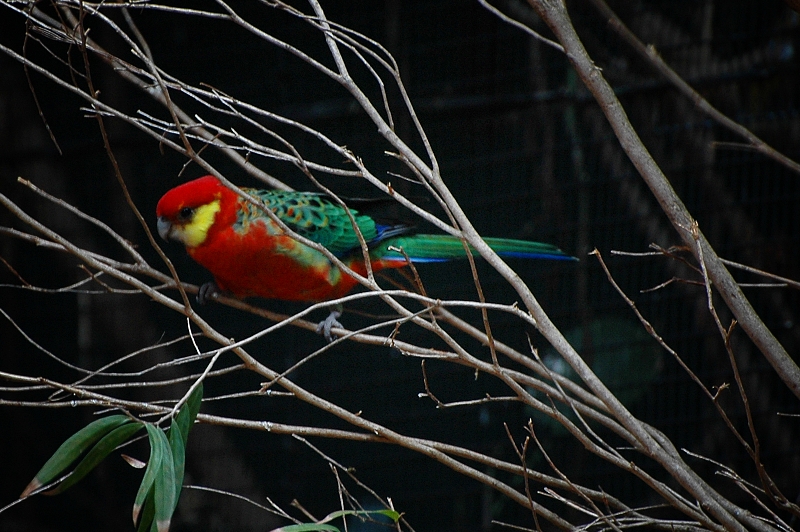 Western_Rosella_in_branches.jpg