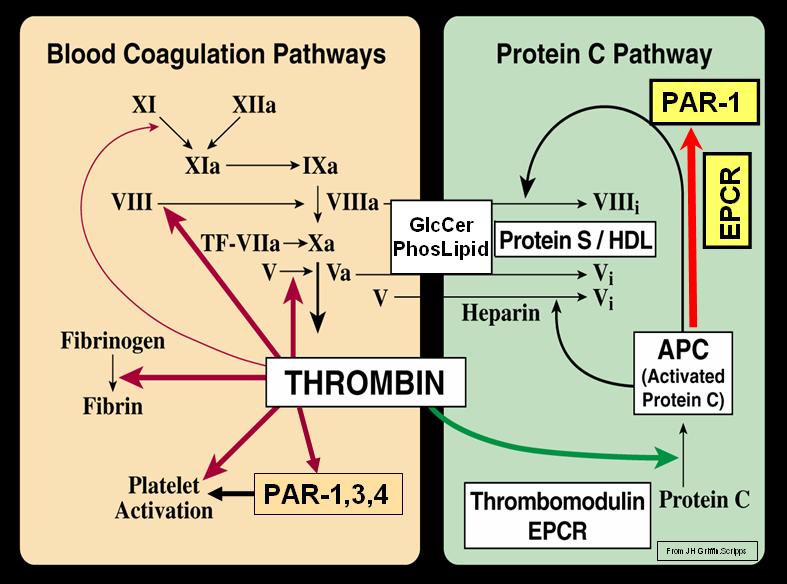 Blood Coagulation (Thrombin) and Protein C Pat...