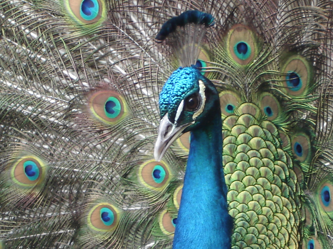 peacock pics