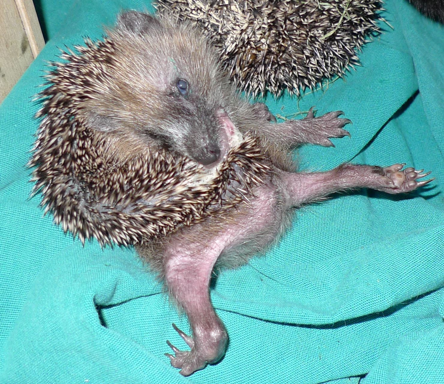 hedgehog self anointing