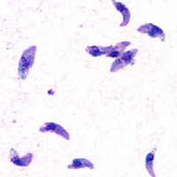 Тахизоиты Toxoplasma gondii