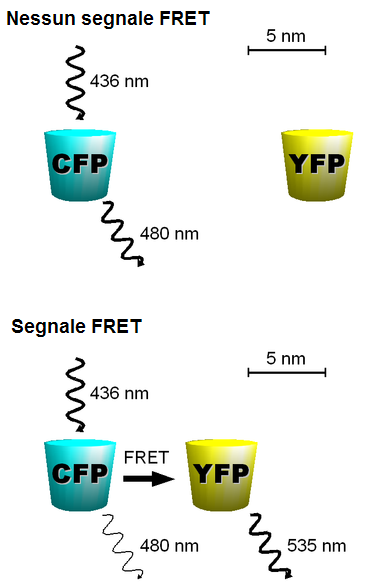 File:FRET.PNG  Wikimedia Commons