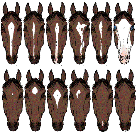 http://upload.wikimedia.org/wikipedia/commons/3/3a/HorseFaceMarkings2.png