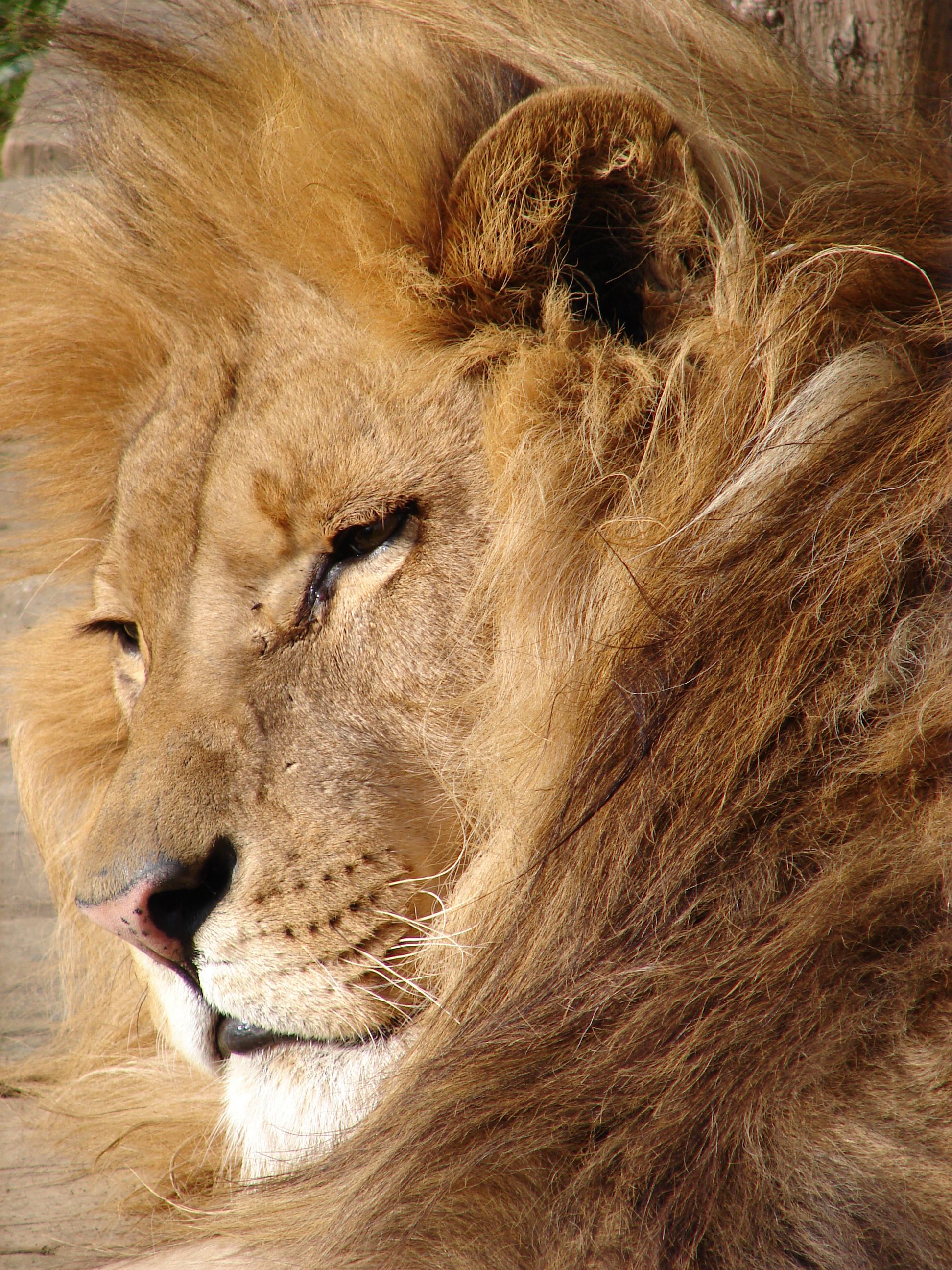 File:Lion 06584.jpg - Wikimedia Commons