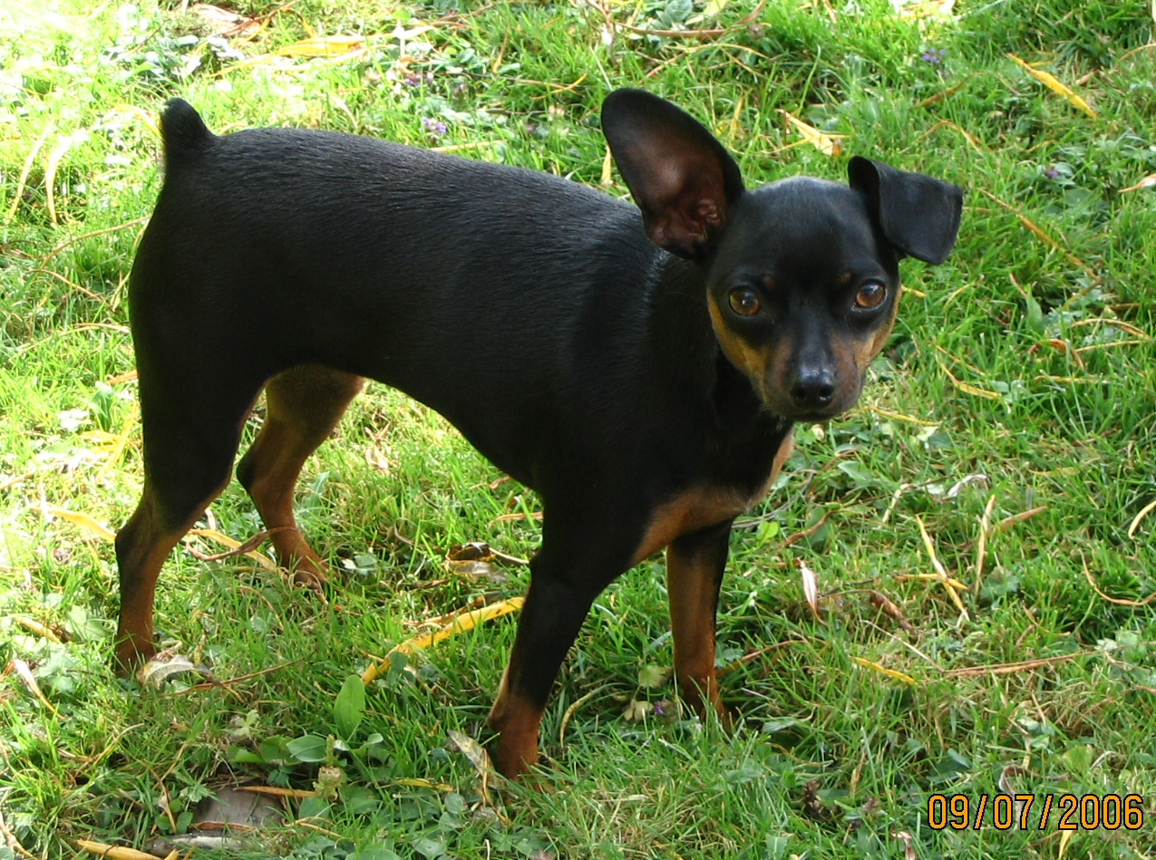 standard pinscher