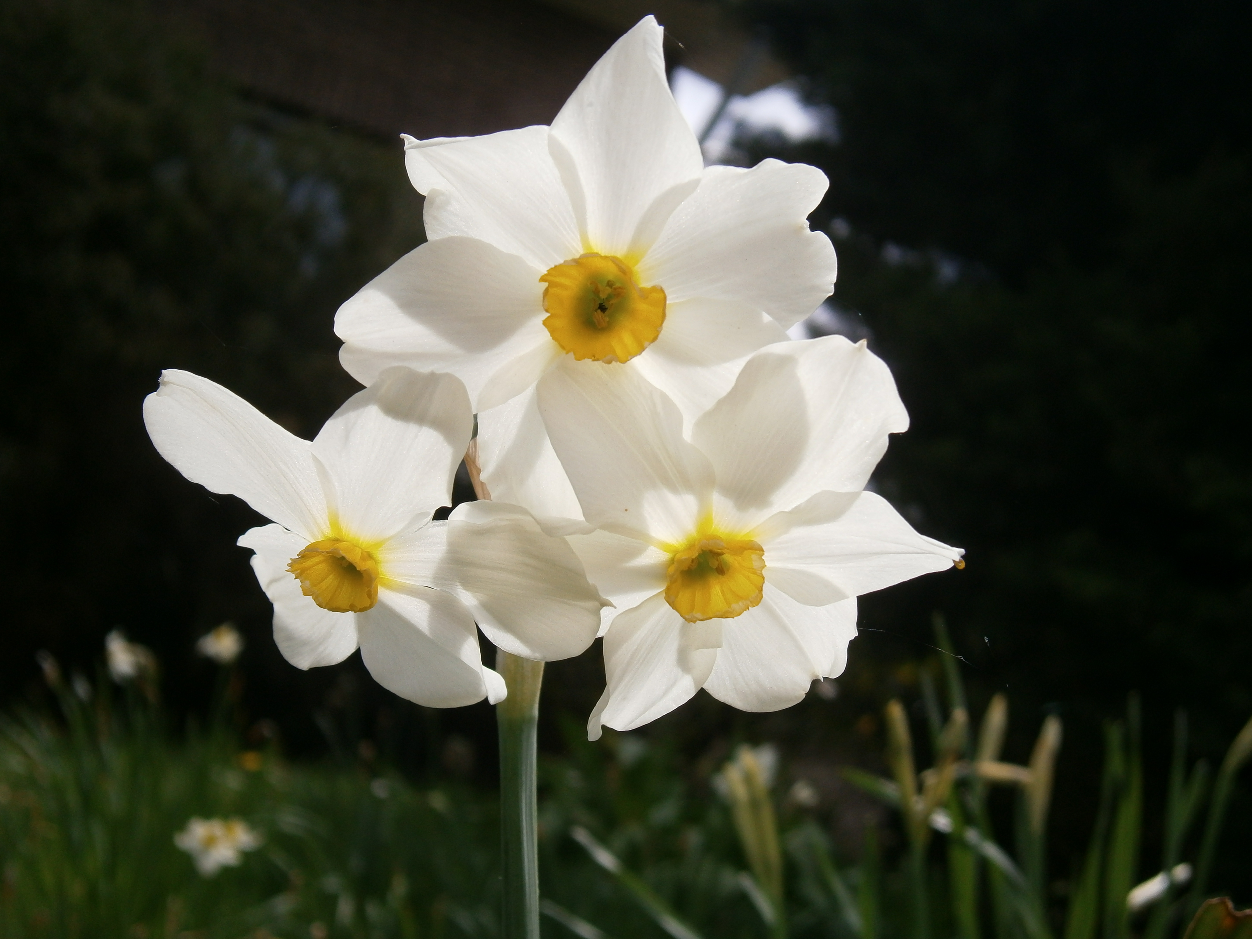 Narcissus medioluteus5.jpg