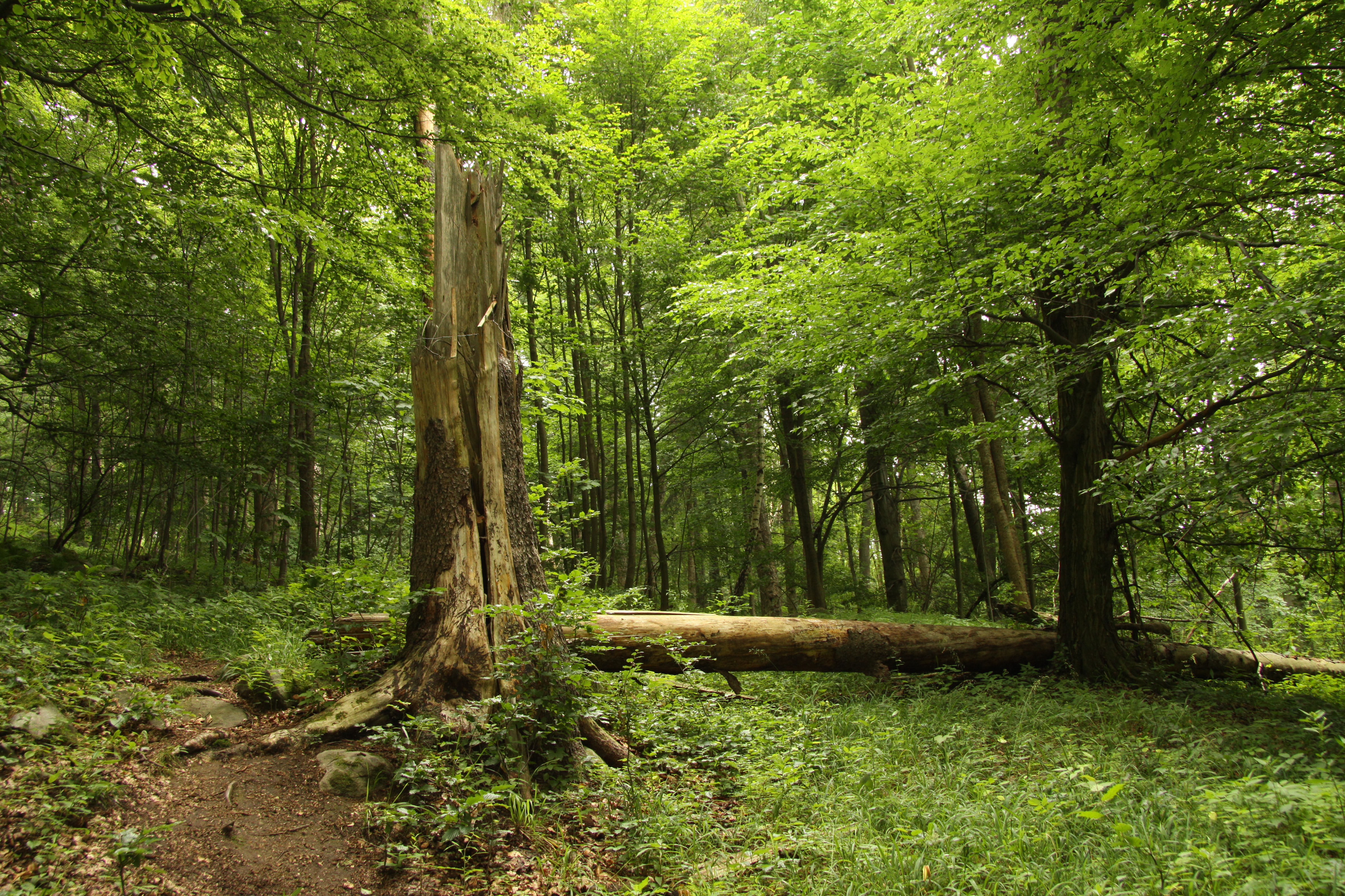 File:Nature reserve \u017di\u017ek\u016fv vrch in summer 2012 (21).JPG - Wikimedia Commons