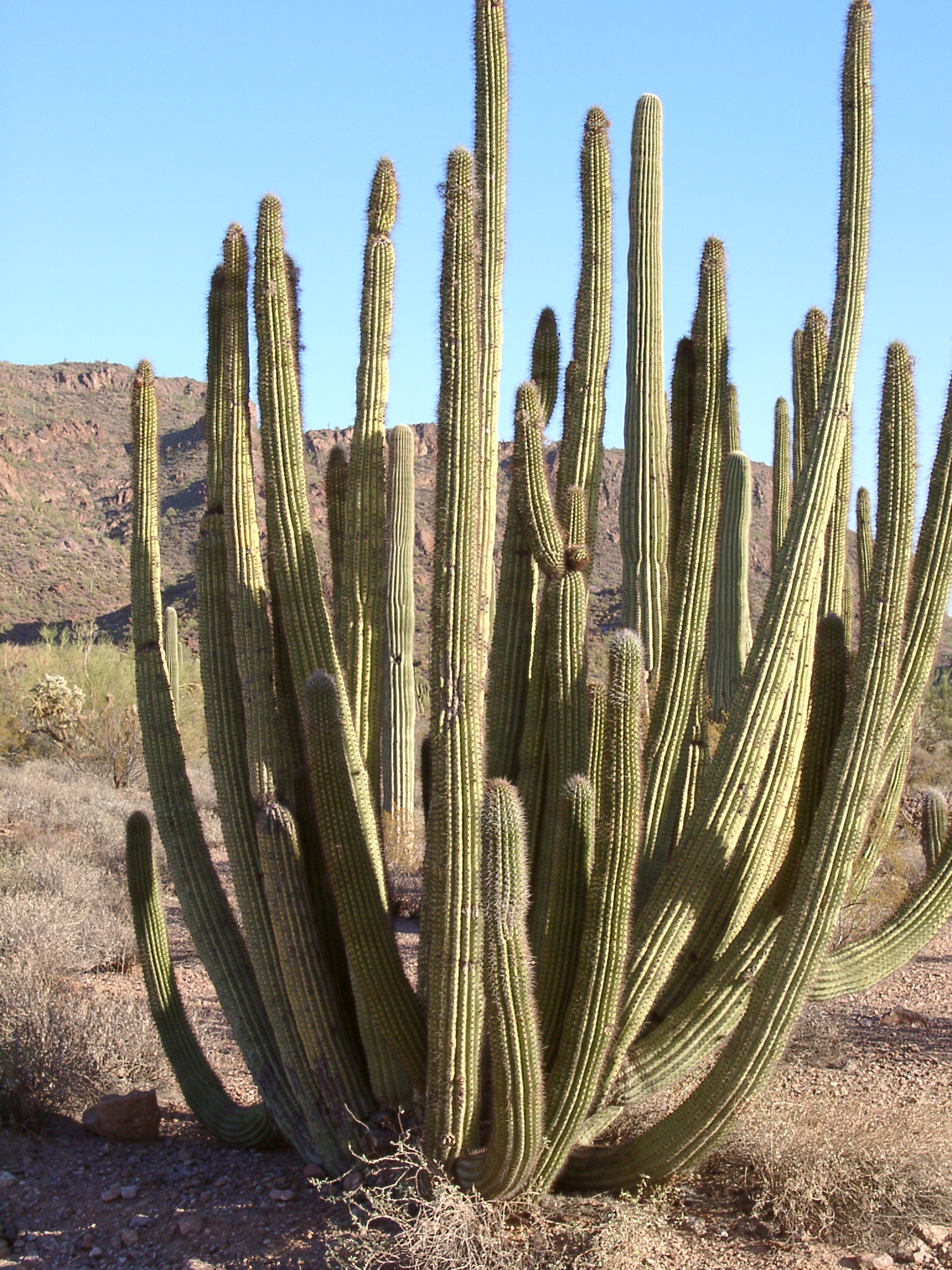 Cactus Pics