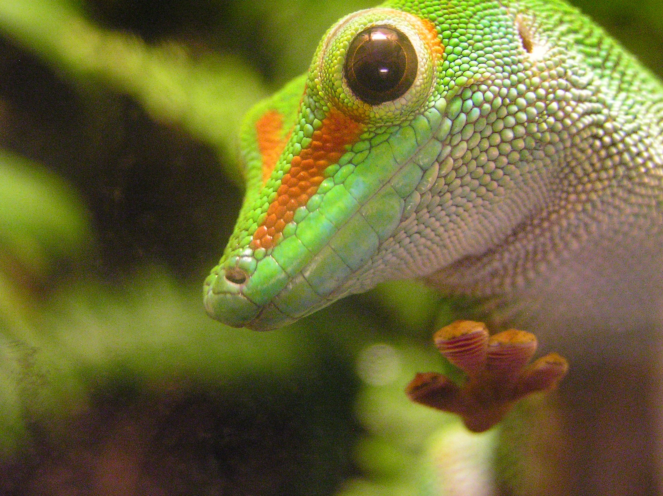 File:Phelsuma gecko.jpg - Wikimedia Commons