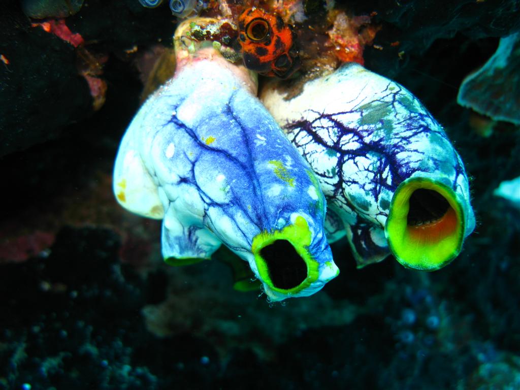Two sea squirts hanging bulbously from coral, showing dark veination against a light background.