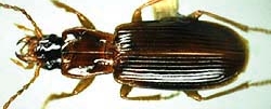 Amerinus linearis