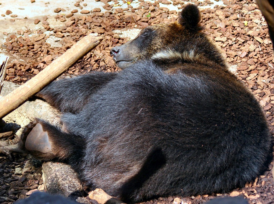 Asiatic Bear