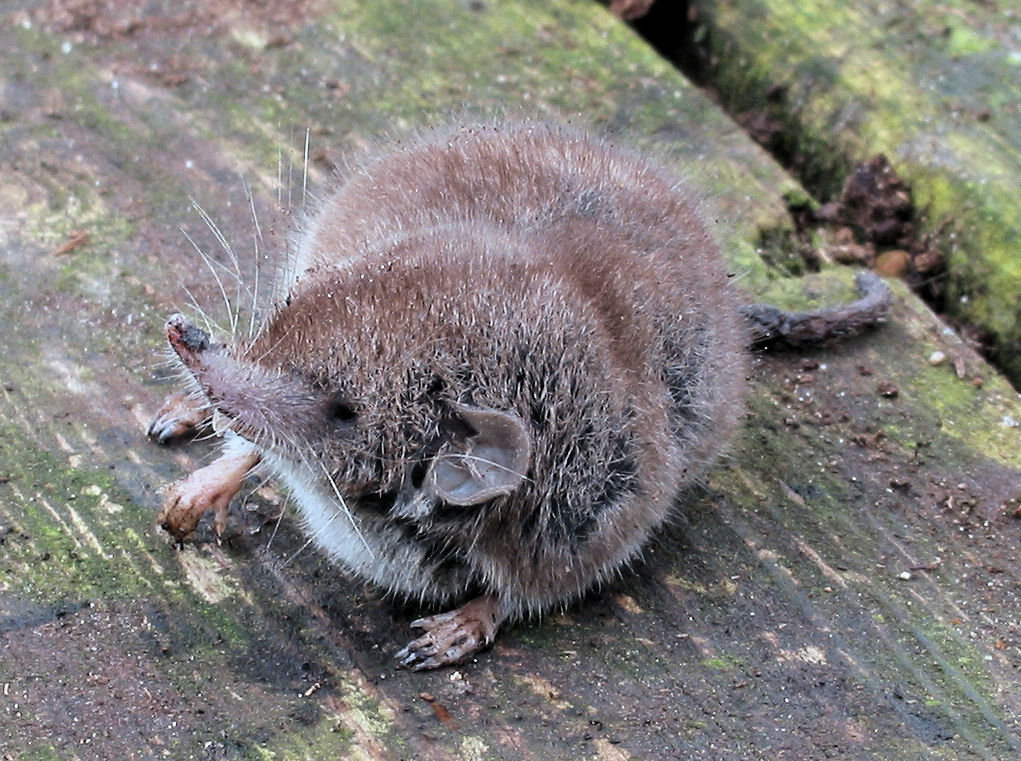 Crocidura russula 28Huisspitsmuis29