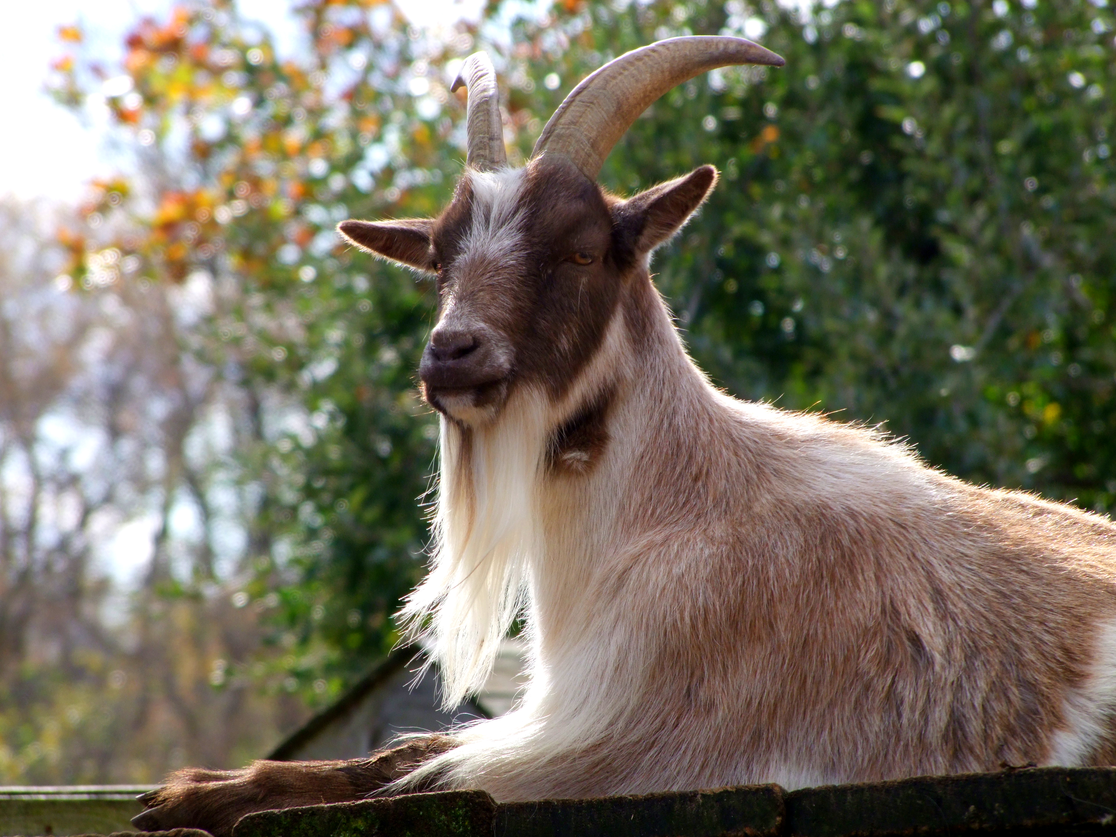 Shaved goat