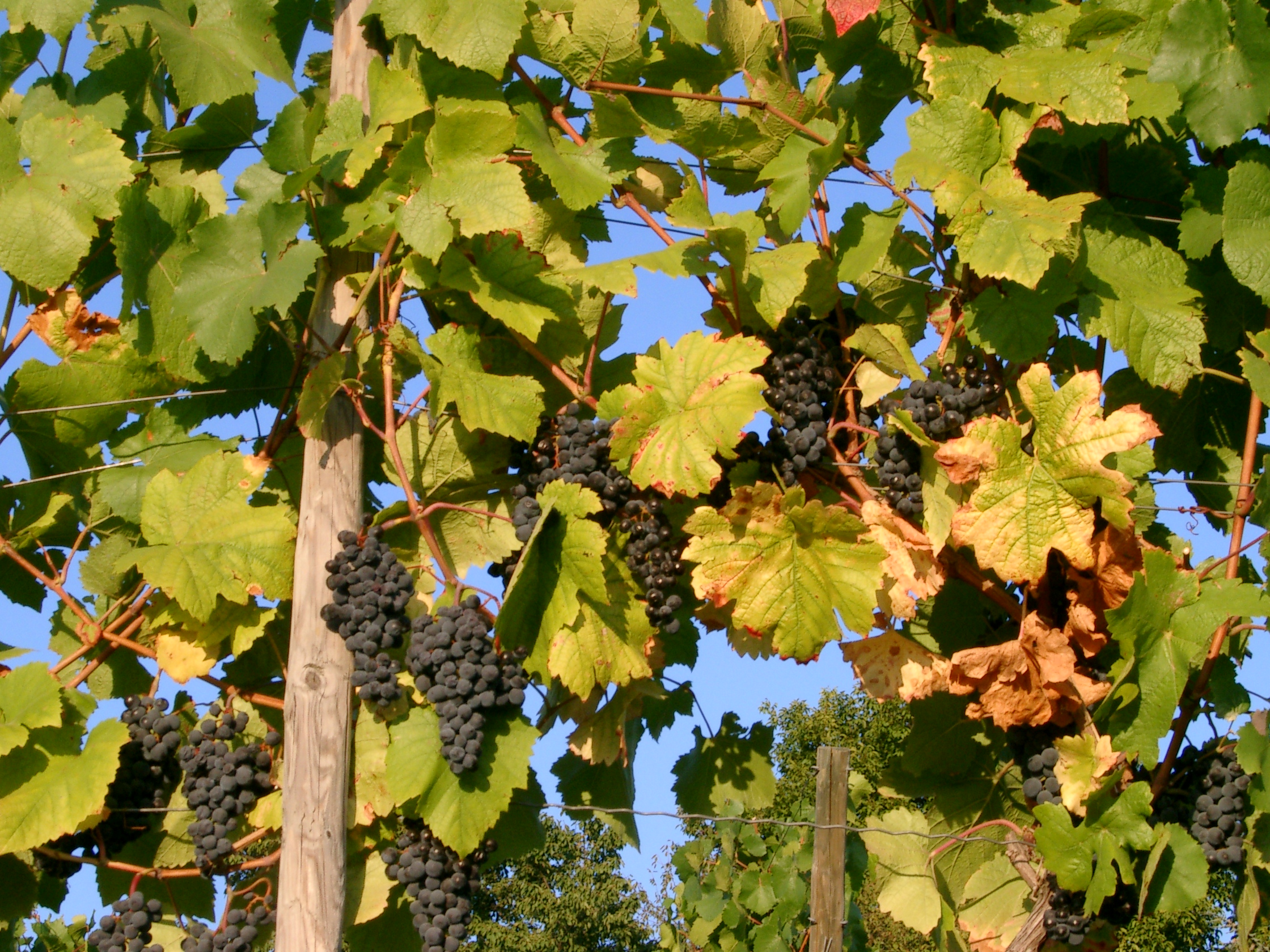 Vines Grapes