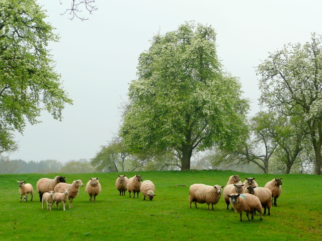 Sheep in the orchard - geograph.org.uk - 1253892