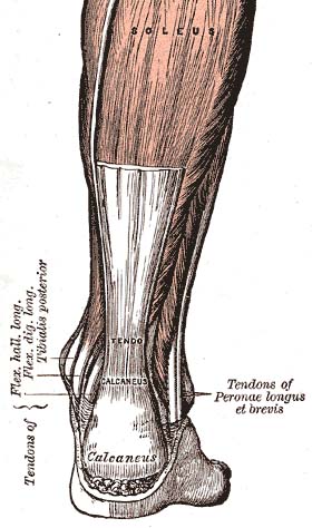 A view of the Achilles Tendon, courtesy of wikipedia.org