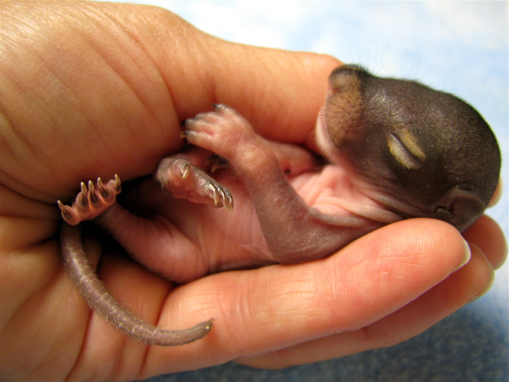 Found A Baby Squirrel? Online Assessment Tool  Wildlife Rehabber