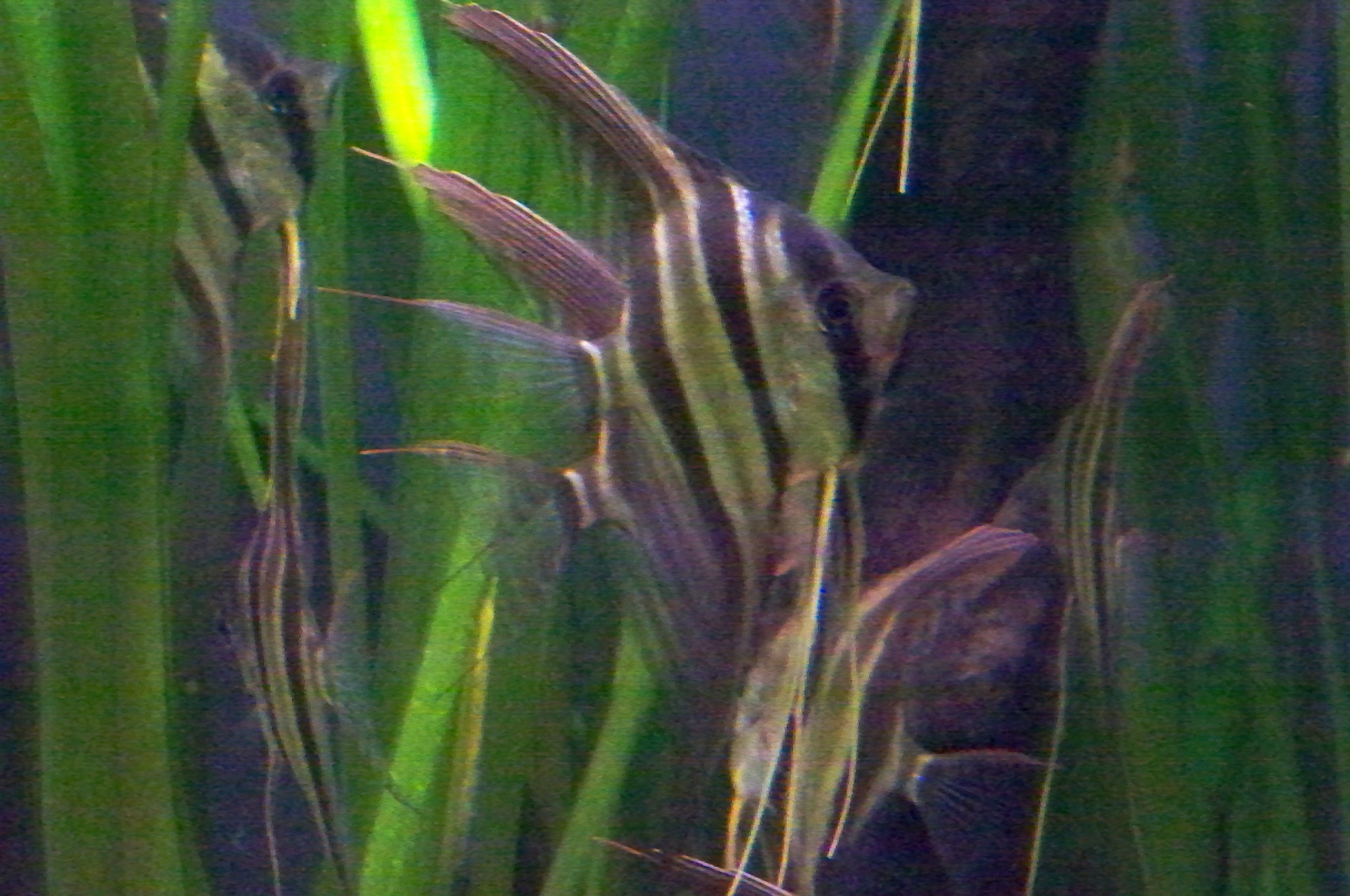 http://upload.wikimedia.org/wikipedia/commons/3/3c/CAS-Aquarium-Freshwater_Angelfish.JPG