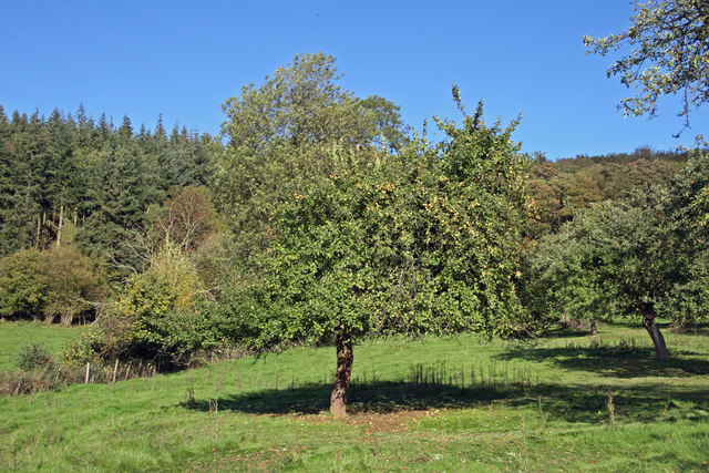cider apple tree