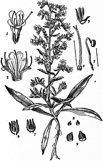 EB1911 Boraginaceae Fig. 1 Viper's Bugloss.jpg