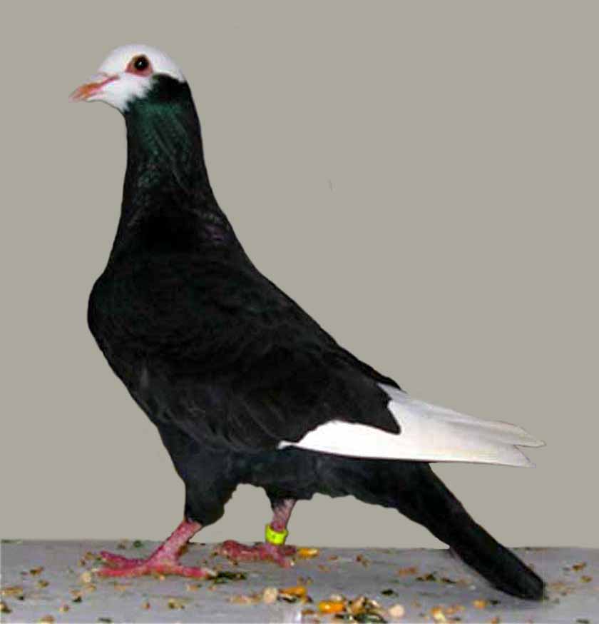 Pigeon Black