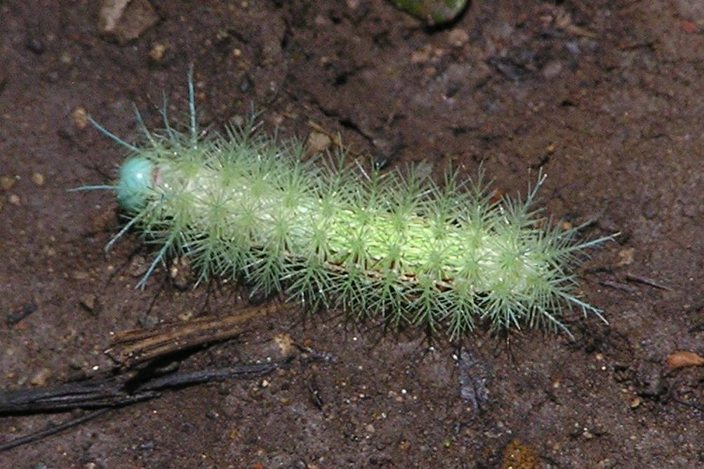 [Image: Hairy_caterpillar_%28Costa_Rica%29.jpg]