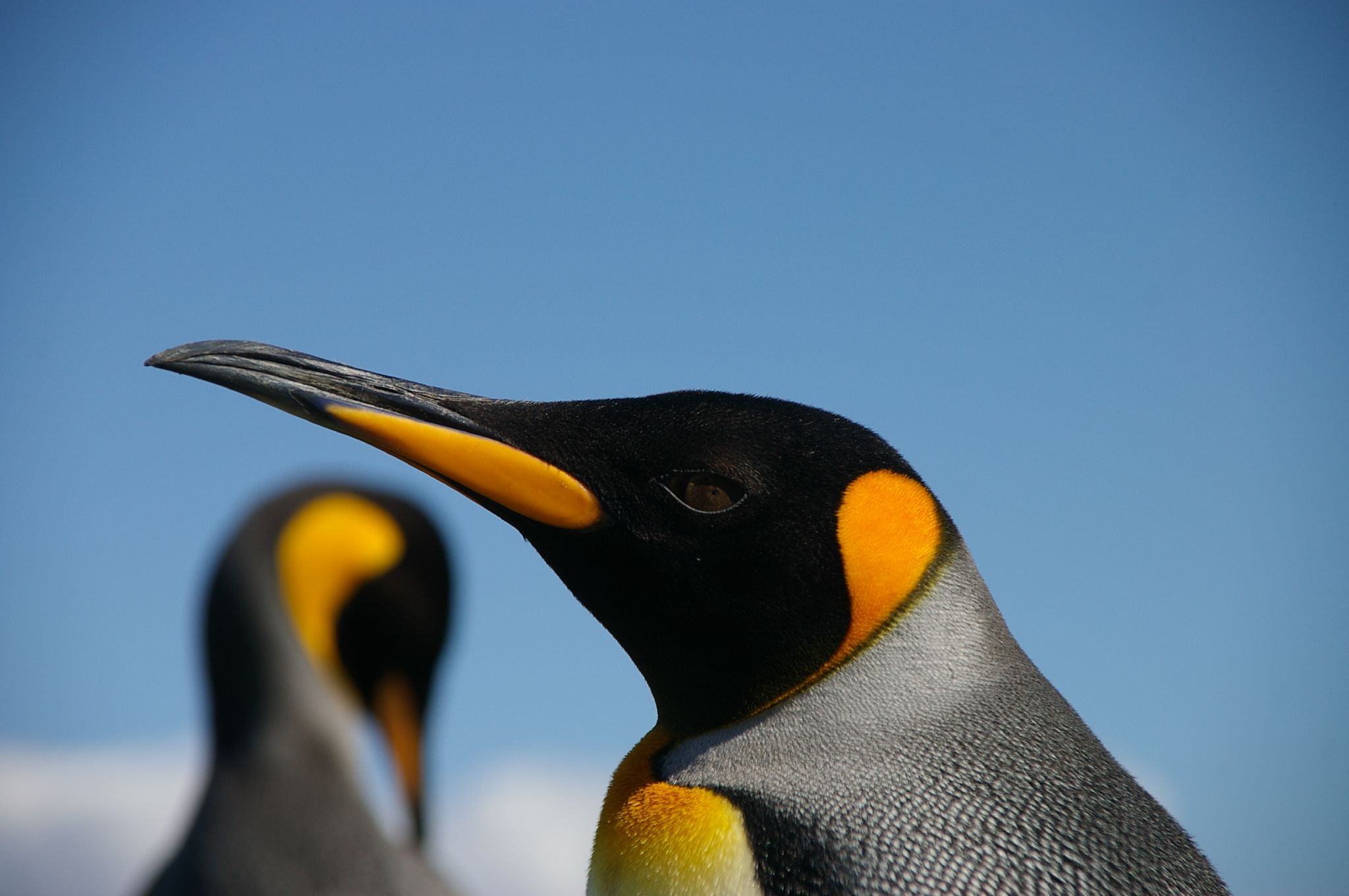 Penguin Orange