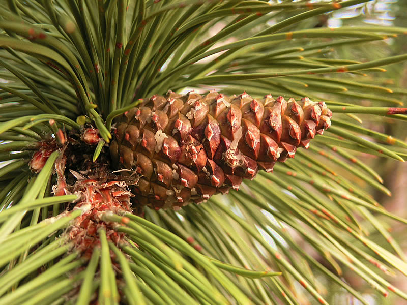 File:Pinus nigra cone Bad Voeslau.jpg