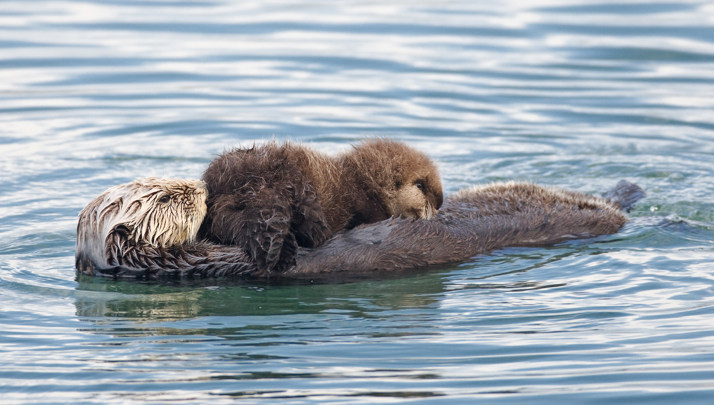 File:Sea otter nursing02.jpg - Wikimedia Commons