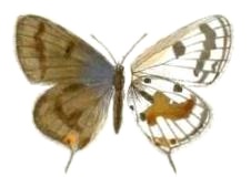 Lepidochrysops reichenowi