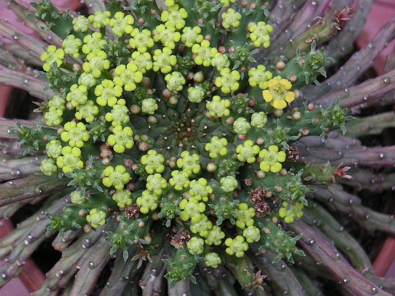 Euphorbia Flanaganii