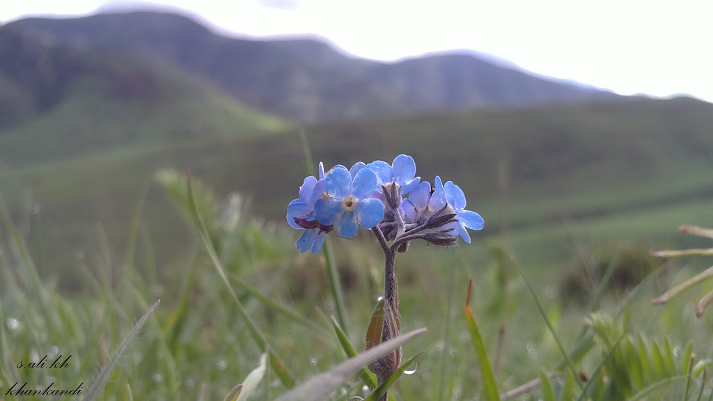 گلی آسمانی رنگ از طبیعت خان کندی 