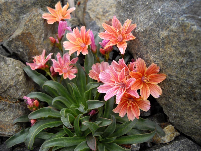 Lewisia Little Plum