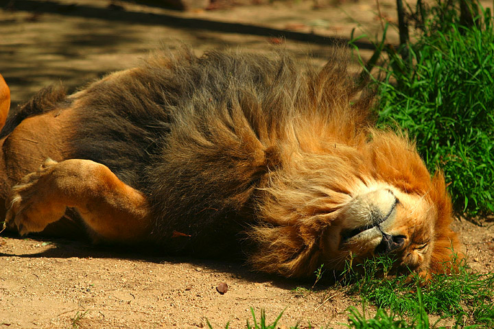 File:Lightmatter lion catnap.jpg