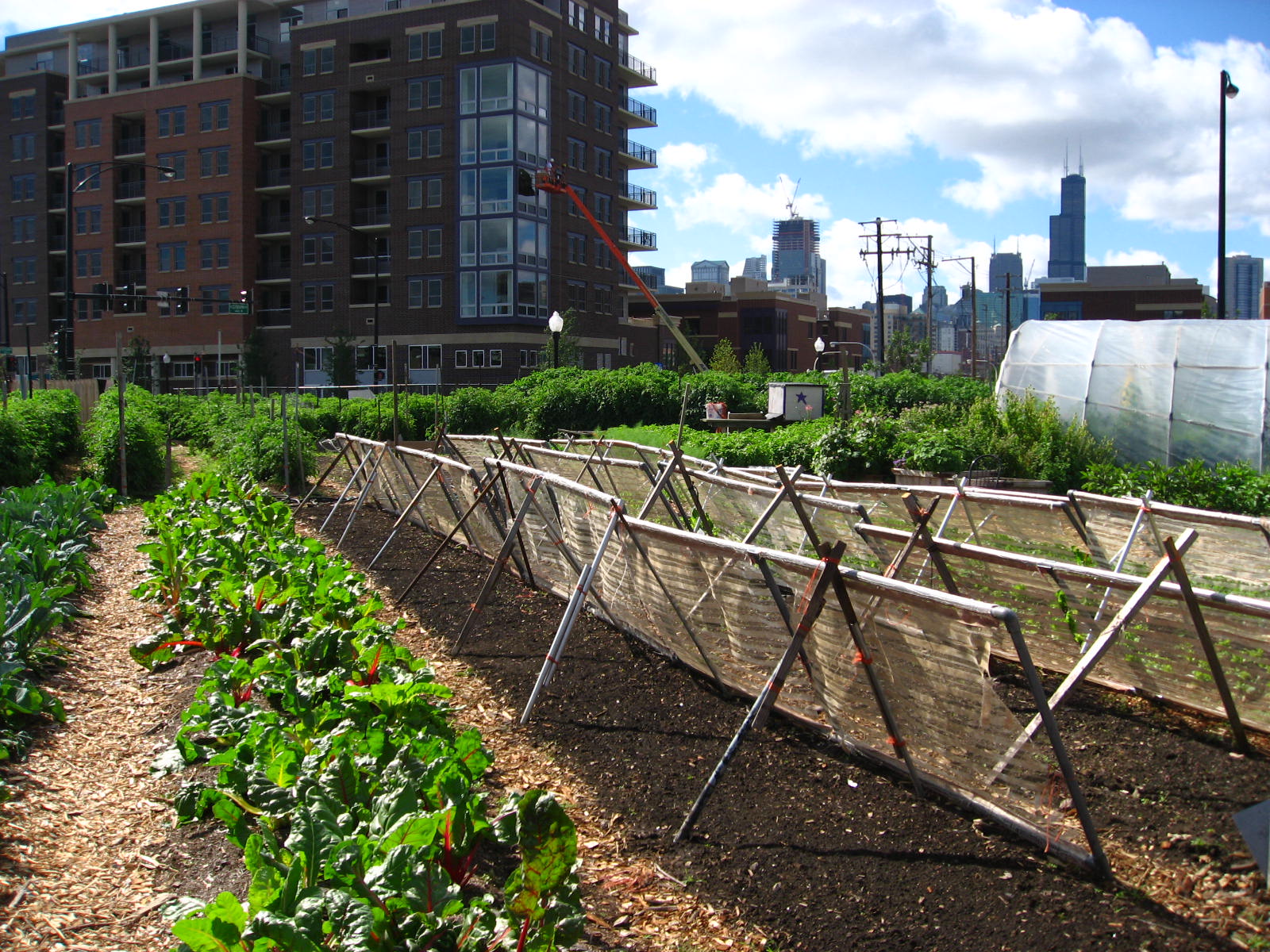 Urban Farming