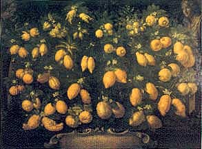 Bartolomeo Bimbi Citrus Collection des Medici