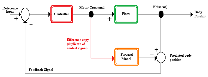 Figure 1. The desired position of the body is the reference input to the hypothetical controller, which generates the necessary motor command. This motor command is sent to the plant to move the body and an efference copy of the motor command is sent to a forward model. The output from the forward model (predicted body position) is compared with the output from the plant (body position). Noise from the system or the environment may cause differences between the actual and predicted body positions. The error (difference) between the actual and predicted positions can provide feedback to improve the movement for the next iteration of the internal model. Basic Internal Model.png