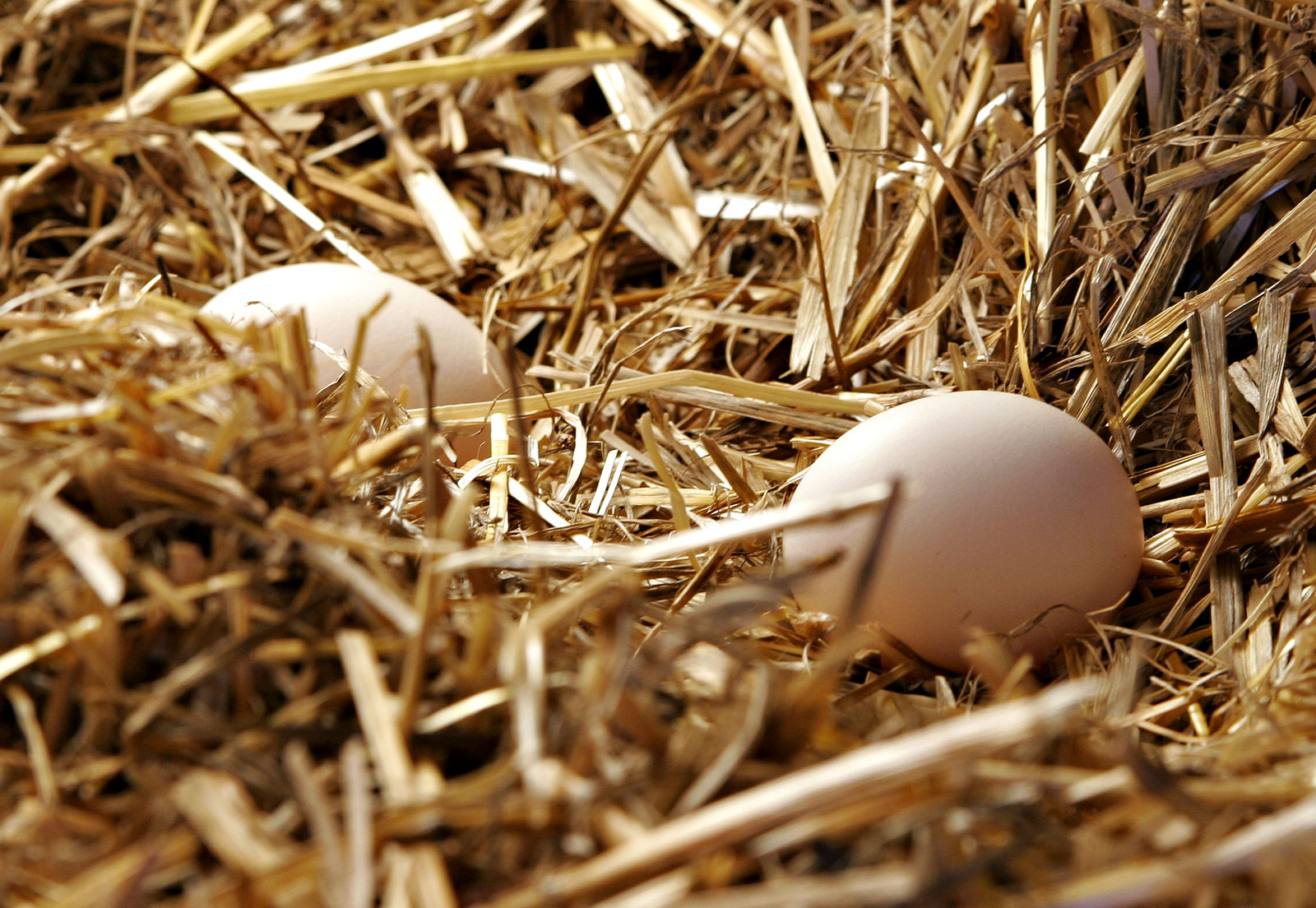 Straw Nest